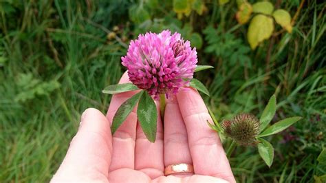 flora på nätet.